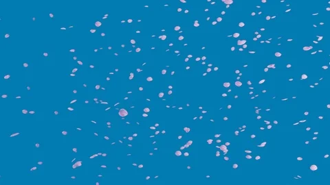 Blue sky and flurry of cherry blossoms slow motion Video stock 112618047