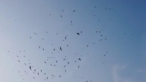 Blue sky and flying seagulls Stock Footage 127226603