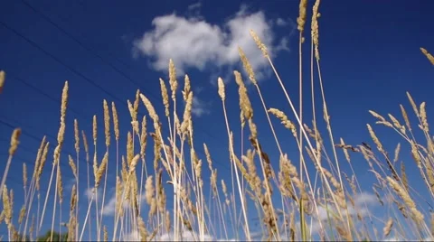 Blue Sky and Grass Field Stock Footage 55127166
