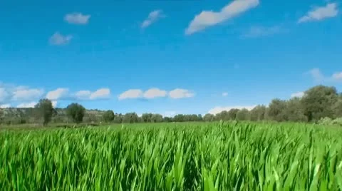 Blue sky and grass wheat field Stock-Footage 22226944