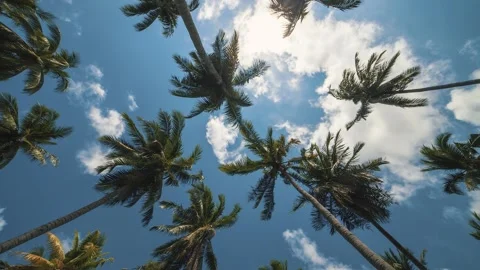 Blue sky and high palm trees at tropical island Stock Footage 233375261