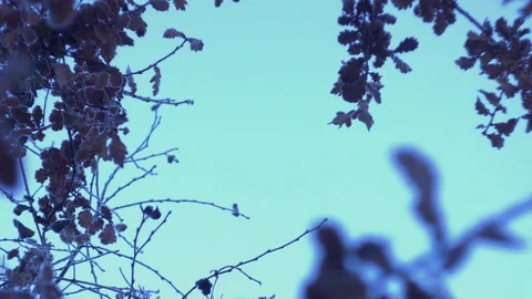 Blue sky and leafs Stock Footage 70325726