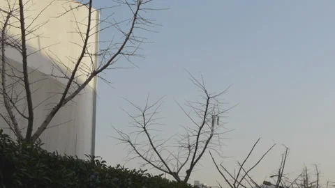 Blue sky and leafy branches in winter in Shanghai Video stock 166359131