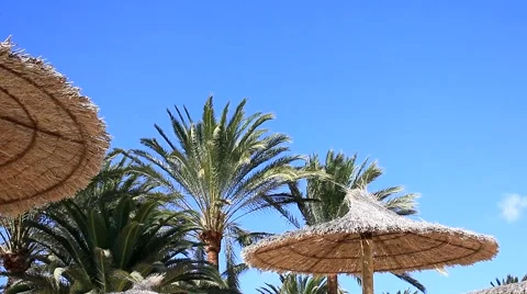 Blue sky and many palms Video stock 58657384