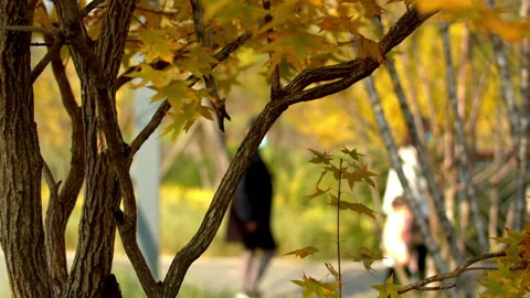 Blue Sky And Maple Leaves Outdoors 4K Footage Stock Footage 320869676