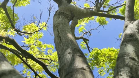 Blue sky and maple trees in a park in Japan Stock-Footage 310480145
