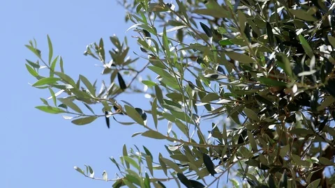 Blue Sky and Olive Tree Branches in the Wind Stock Footage 95411919