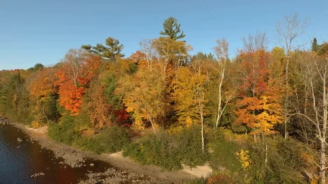 Blue sky and orange trees filmed by drone in flight over river Stock Footage 119203953