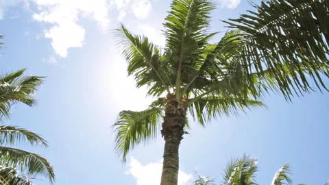 Blue Sky and Palm Trees Stock Footage 327587299