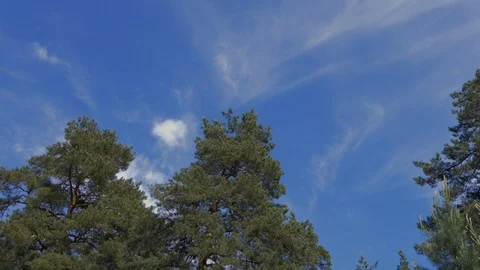 Blue sky and pine forest, ecological concept Stock Footage 101571680