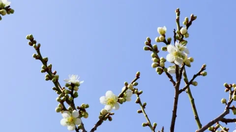 Blue sky and plum trees Stock Footage 236435024