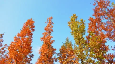 Blue Sky And Red Maple Leaves 4K Footage Stock-Footage 320868683
