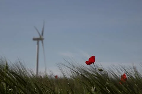 Blue sky and a red poppy Stock Photos