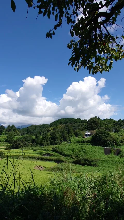 Blue sky and ripening rice fields (Taketa City, Oita Prefecture) Stock Footage 342319376