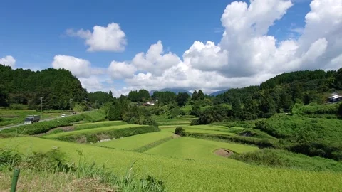 Blue sky and ripening rice fields (Taketa City, Oita Prefecture) Stock Footage 342319399
