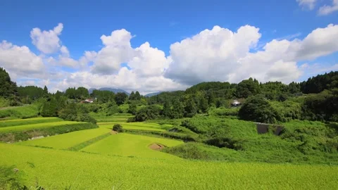 Blue sky and ripening rice fields (Taketa City, Oita Prefecture) Stock Footage 342319441