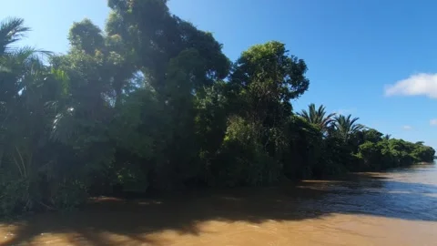 Blue sky and river water flowing along the edge of the trees in West Kalimantan Видео 337532420