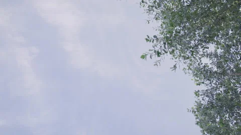 Blue Sky and Rustling Leaves of Trees Stock Footage 208759816
