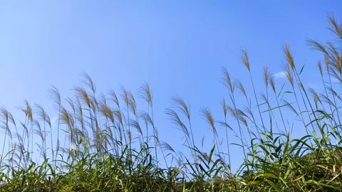 Blue sky and silver grass swaying in the wind, Tohoku Japan Stock-Footage 319922448