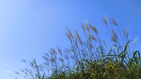 Blue sky and silver grass swaying in the wind, Tohoku Japan Stock-Footage 320328098
