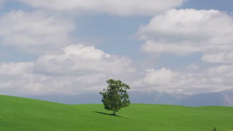 A Blue Sky and a Single Tree in Biei Stock Footage 332806157