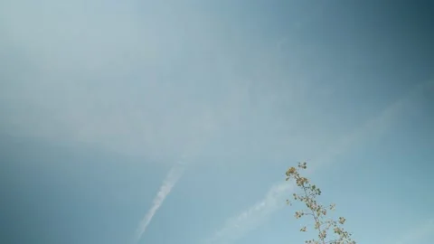 Blue sky and a small tree that sways in the wind. 스톡 동영상 180517619