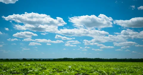 Blue sky and summer green field landscape Stock Footage 92403653