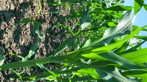 Blue sky and sun, corn stalks, fertilized soil - agriculture. Vertical video Stock Footage 308815359