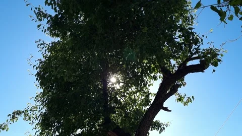 Blue Sky And Sun Rays Passing Through Tree Leaves Stock Footage 276683227