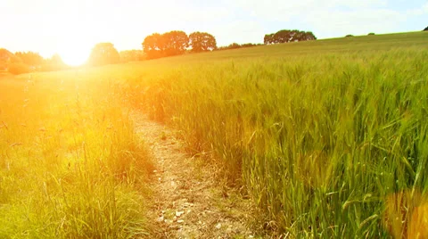 Blue sky and sunset over golden fields. High quality HD video footage 스톡 동영상 32961468