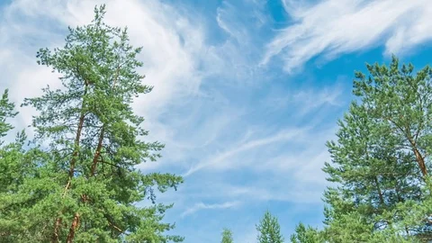 Blue sky and tree background concept Stock-Footage 78126168