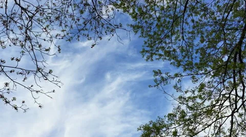 Blue sky and tree branches Stock Footage 66697379