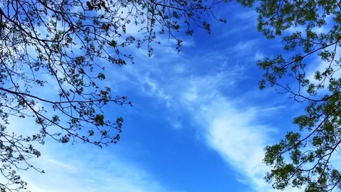 Blue sky and tree branches Stock Footage 75306123