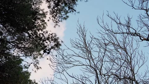 Blue sky and tree branches Stock Footage 268356007