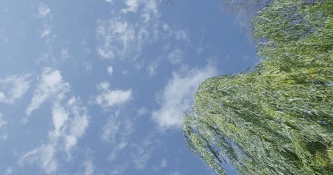 Blue sky and tree Stock Footage 112087454