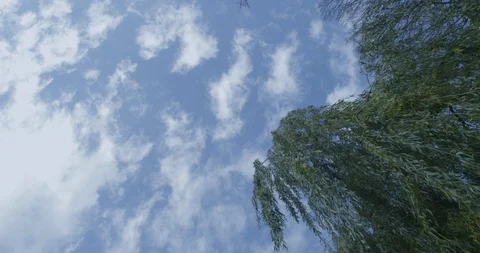 Blue sky and tree Stock Footage 112087465