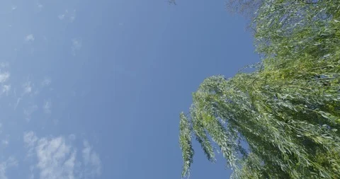 Blue sky and tree Stock Footage 112087471