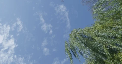 Blue sky and tree Stock Footage 112087482