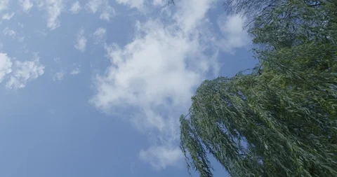 Blue sky and tree Stock-Footage 112087494