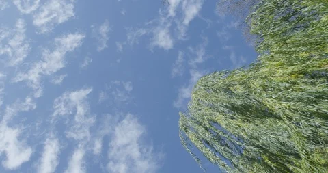 Blue sky and tree Stock Footage 112087497