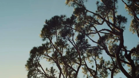 Blue sky and tree Stock Footage 114003188