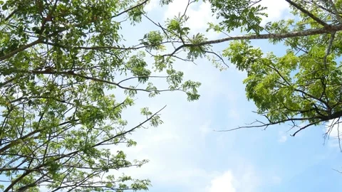Blue Sky and Tree Frame (Top To Bottom) 4K Stock Footage 153361472