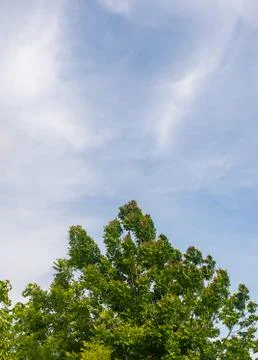 Blue sky and a tree Stock Photos