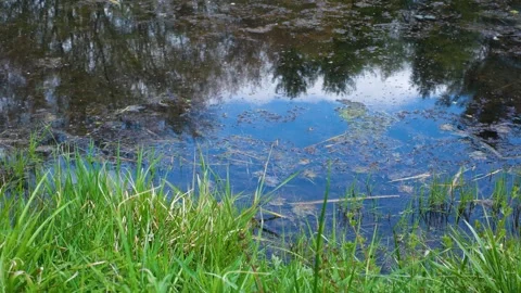 Blue sky and tree reflections on a calm spring pond surface. Stock Footage 334016889