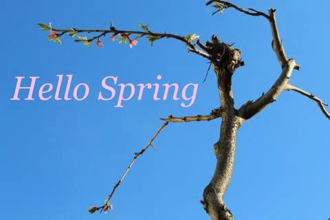 Blue sky and tree with text: Hello Spring Stock Photos