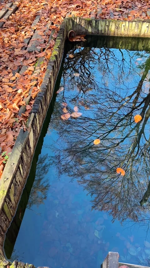 The blue sky and trees are reflected in the water's surface.Vertical video. Stock-Footage 321150455