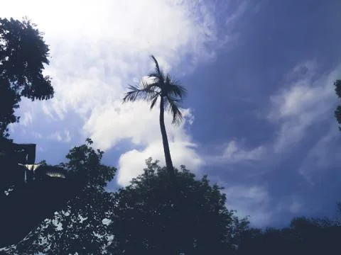 Blue sky and trees with clouds  Stock Photos