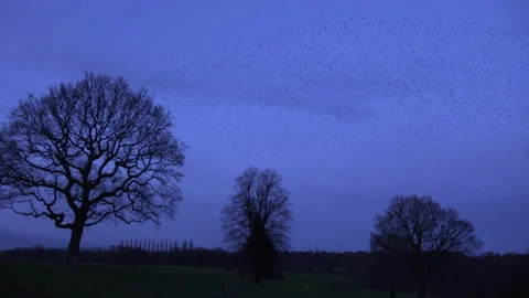 Blue sky and trees with flock of birds flying in the evening England UK 4K Stock Footage 147953882