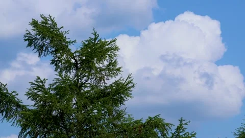 Blue sky and trees Stock Footage 242576358