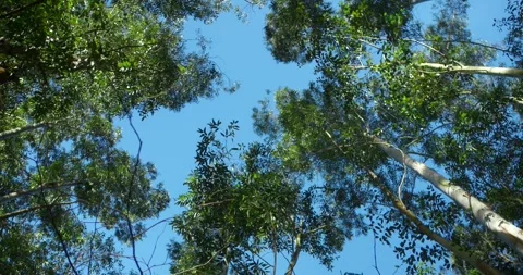 Blue Sky And Trees Stockbeeldmateriaal 246766011